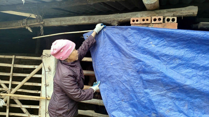 Người dân xã Lục Hồn, tỉnh Quảng Ninh che bạt tránh gió cho đàn gia súc. Ảnh: TTXVN phát