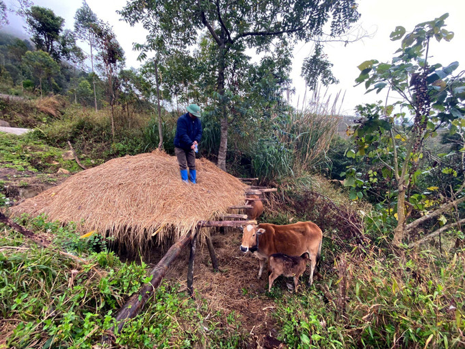 Người dân thôn Khe Bốc, xã Bình Liêu, tỉnh Quảng Ninh chuẩn bị rơm khô cho bò ăn chống rét. Ảnh: TTXVN phát