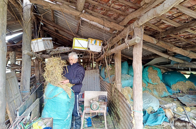 Người dân xã Ba Chẽ, tỉnh Quảng Ninh dự trữ rơm khô cho trâu, bò vào mùa đông để chống rét. Ảnh: TTXVN phát