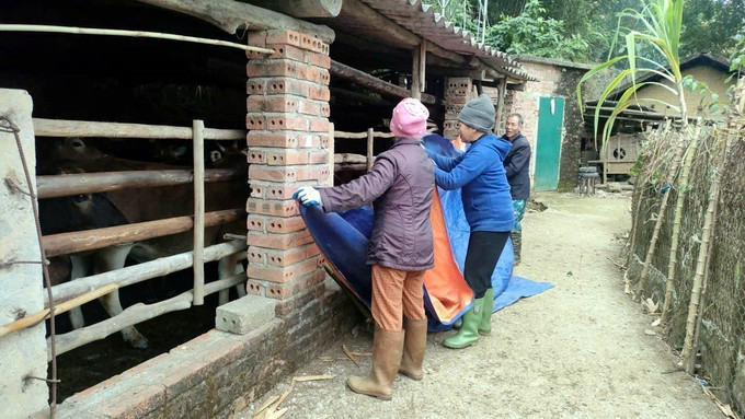 Người dân xã Lục Hồn, tỉnh Quảng Ninh che bạt tránh gió cho đàn gia súc. Ảnh: TTXVN phát