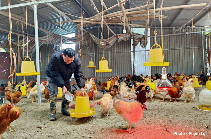 Người dân xã Ba Chẽ, tỉnh Quảng Ninh tăng cường bổ sung thức ăn, sưởi ấm cho đàn gia cầm. Ảnh: TTXVN phát