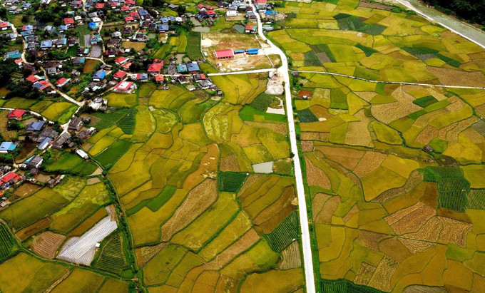 Mùa lúa chín vàng ở xã Ngọc Chiến, tỉnh Sơn La. mua-vang-ngoc-chien.jpg