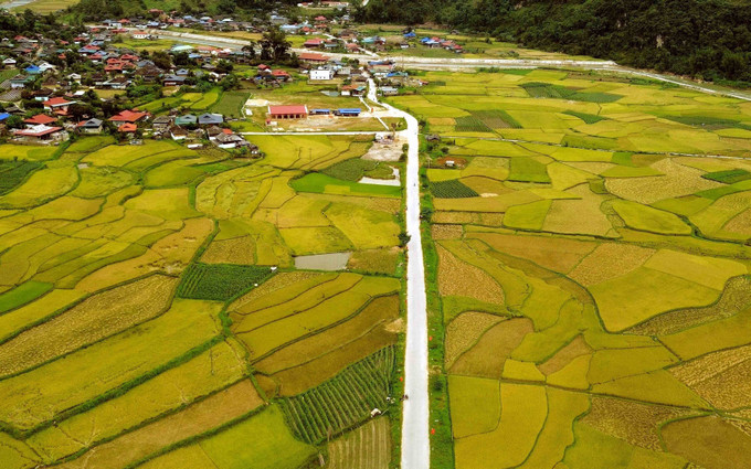 Mùa lúa chín vàng ở xã Ngọc Chiến, tỉnh Sơn La. mua-vang-son-la-2.jpg