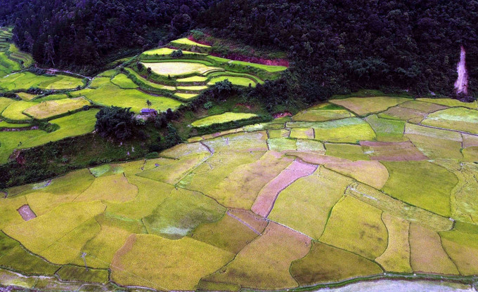 Mùa lúa chín vàng ở xã Ngọc Chiến, tỉnh Sơn La. mua-vang-o-ngoc-chien-son-la-3.jpg