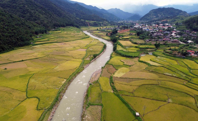 Mùa lúa chín vàng ở xã Ngọc Chiến, tỉnh Sơn La. mua-vang-o-ngoc-chien-son-la-1.jpg