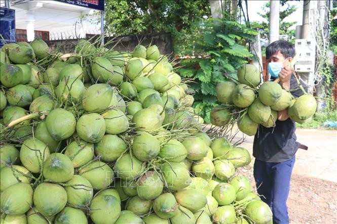 hu mua dừa xiêm xanh của người dân. Ảnh: Huỳnh Phúc Hậu/TXVN dua-ben-tre-9288.jpg