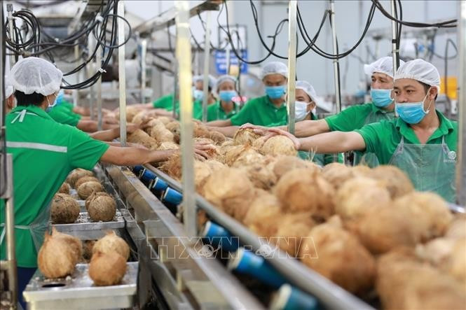 Dây chuyền chế biến nước dừa đóng hộp tại Công ty Betrimex, Bến Tre. Ảnh tư liệu: Xuân Anh/TTXVN dua-ben-tre-554.jpg