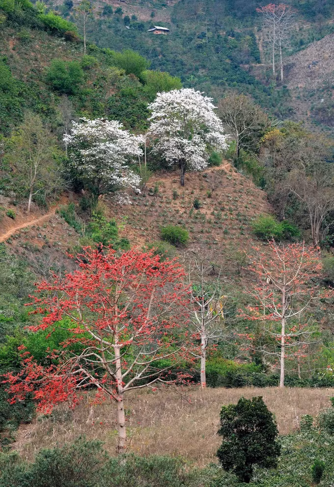 hoa-gao-hoa-ban-1.jpg
