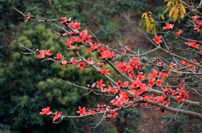 hoa-gao-hoa-ban-6.jpg