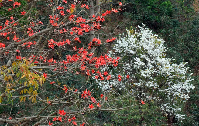 hoa-gao-hoa-ban-7.jpg