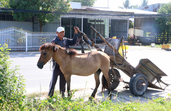 Anh Nonh Oanh Nô - một nài ngựa thế hệ thứ hai tại xã An Cư (tỉnh An Giang) đang chuẩn bị đưa ngựa vào cương, để kéo chuyến hàng đầu tiên trong ngày.