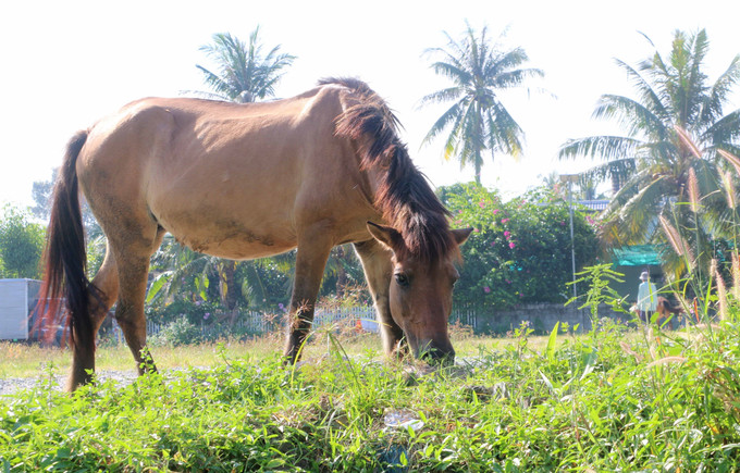 Những chú ngựa cỏ ở vùng Bảy Núi An Giang tuy nhỏ nhưng sức khéo rất dẻo dai.