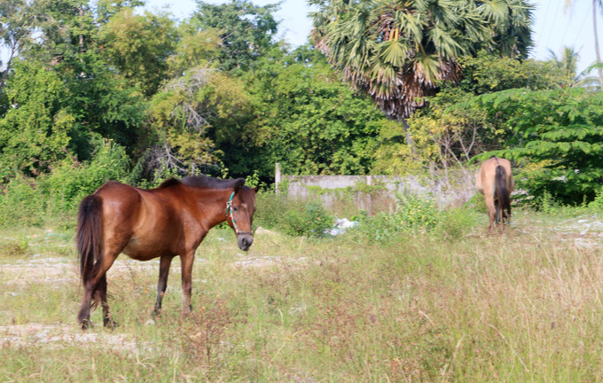 Những chú ngựa thong dong gặm cỏ trong lúc chủ nhân chờ khách gọi chở hàng.