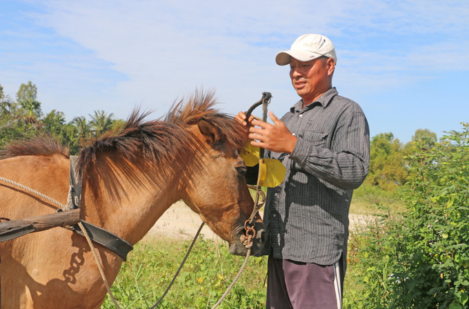 Anh Nonh Oanh Nô - một nài ngựa thế hệ thứ hai tại xã An Cư (tỉnh An Giang) đang chuẩn bị đưa ngựa vào cương, để kéo chuyến hàng đầu tiên trong ngày.