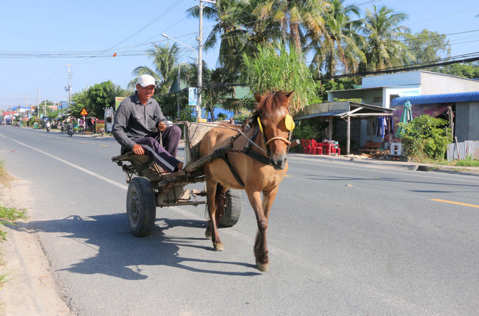 Dù không còn phổ biến như trước nhưng những nài ngựa ở Vùng Bảy Núi An Giang vẫn gắn bó với nghề bởi tình yêu và sự thấu hiểu dành cho loài vật thiết thân này.
