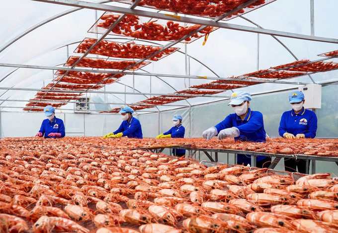 Nghề làm tôm khô góp phần tạo việc làm cho nhiều lao động tại các địa phương trong tỉnh Cà Mau.