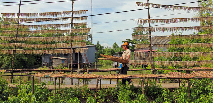 Các giàn phơi cá khoai là nét đặc trưng trong mỗi dịp Tết của vùng biển Cái Đôi Vàm (Cà Mau).