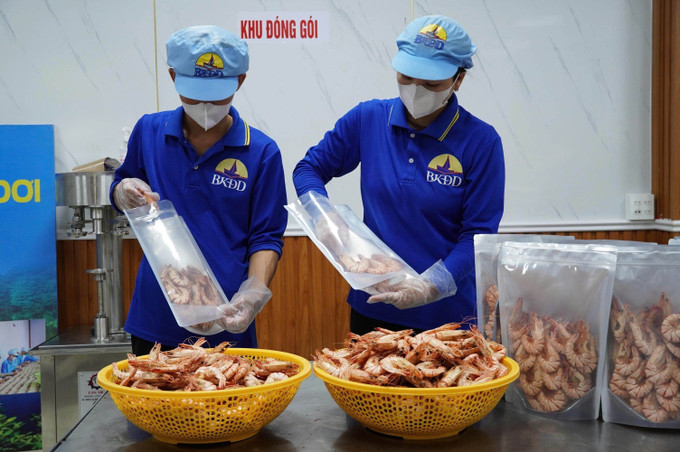 Chế biến tôm sú khô mở ra hướng đi đầy tiềm năng nhằm nâng cao giá trị con tôm địa phương.