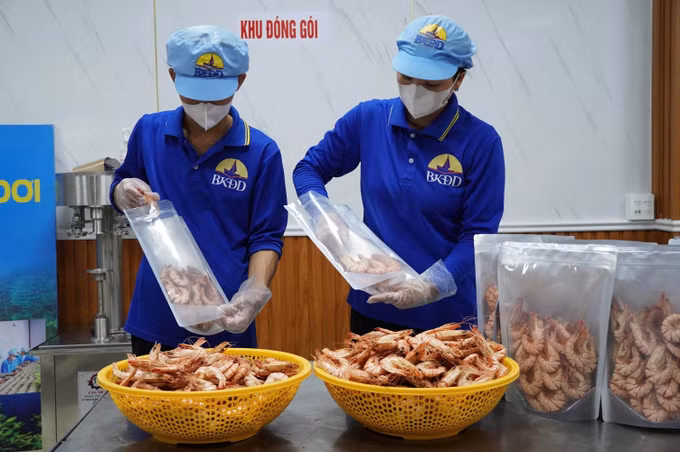 Chế biến tôm sú khô mở ra hướng đi đầy tiềm năng nhằm nâng cao giá trị con tôm địa phương.