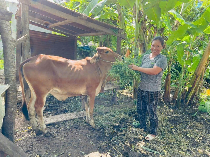 Nhiều địa phương tỉnh Gia Lai tiến hành cấp bò sinh sản cho người dân trong các chương trình hỗ trợ sinh kế, tạo điều kiện cho bà con dân tộc thiểu số thoát nghèo.