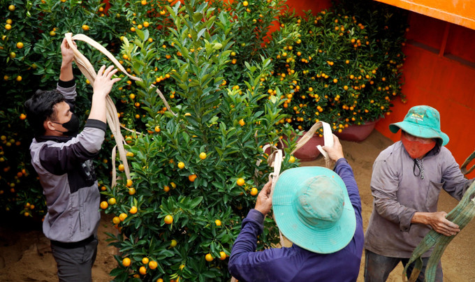 Quất cảnh được đưa lên tàu hậu cần để vận chuyển ra đảo Lý Sơn.