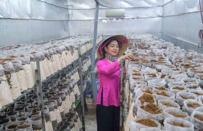 Nhà trồng nấm của chị Nương có gắn điều hòa để kiểm soát nhiệt độ. Ban ngày máy hoạt động bằng điện Mặt trời còn ban đêm sử dụng điện lưới quốc gia. Ảnh: Thanh Liêm/TTXVN netzero-rang-trai-trong-nam-9706.jpg