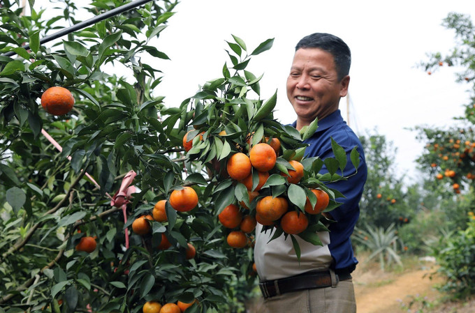 Ông Hà Văn Đoan, người dân tộc Mường, xã Thu Cúc phấn khởi bên vườn cam canh trồng theo hướng hữu cơ, cho năng suất và giá trị kinh tế cao.