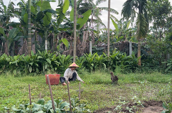 Người dân xã Long Phụng (Quảng Ngãi) chăm sóc vườn rau.