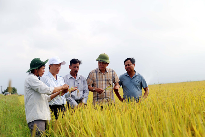 Nông dân Quảng Bình rất phấn khởi khi lúa được mùa, được giá. lua-dong-xuan-quang-binh-1.jpg