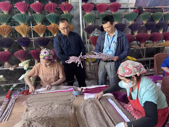 Mô hình trồng cây rễ hương bản địa cung cấp nguyên liệu cho người dân địa phương làm hương trầm truyền thống tại xã Quỳ Châu mang lại hiệu quả cao.