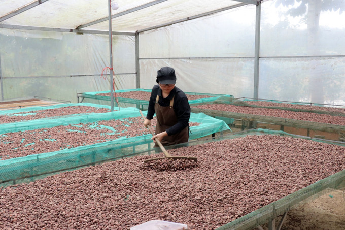 Sơ chế hạt ca cao tại Công ty TNHH Bản Cacao. Sơ chế hạt ca cao tại Công ty TNHH Bản Cacao.
