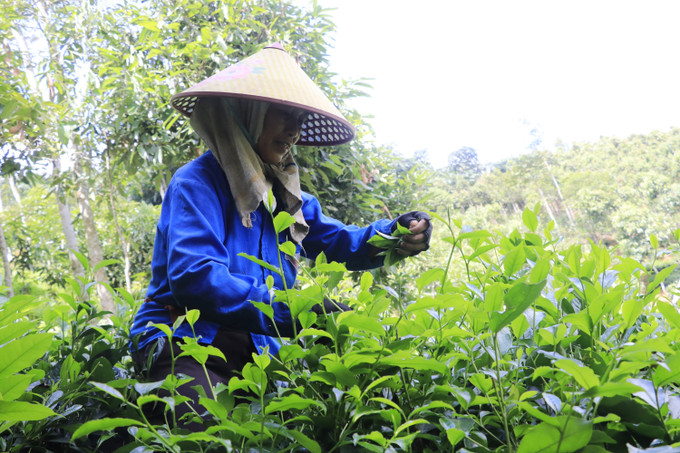 Người dân thôn Khe Năm, xã Hưng Khánh, tỉnh Lào Cai có thu nhập ổn định từ trồng chè chất lượng cao. Ảnh: Tiến Khánh/TTXVN lao-cai-sau-sap-nhap-4.jpg