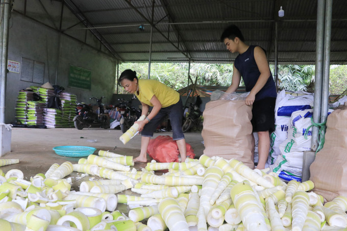 Hiện nay, diện tích cây tre măng bát độ tại xã Hưng Khánh, tỉnh Lào Cai đạt gần 1.900 ha, sản lượng măng hằng năm đạt 10.600 tấn, với giá trị trên 60 tỷ đồng. Ảnh: Tiến Khánh/TTXVN Hiện nay, diện tích cây tre măng bát độ tại xã Hưng Khánh, tỉnh Lào Cai đạt gần 1.900 ha, sản lượng măng hằng năm đạt 10.600 tấn, với giá trị trên 60 tỷ đồng. Ảnh: Tiến Khánh/TTXVN