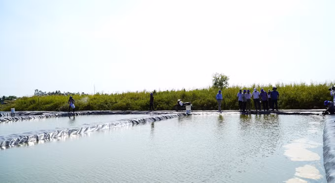 Đoàn tham quan, tìm hiểu về sản xuất và cung ứng tôm giống tại chi nhánh Công ty TNHH Giống Thủy Sản Dương Hùng (xã Tân Thạnh, An Giang).