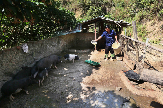 Anh Cứ A Tráng ở bản Hua Chiến, xã Mường La, tỉnh Sơn La chăm sóc đàn lợn sinh sản của gia đình.