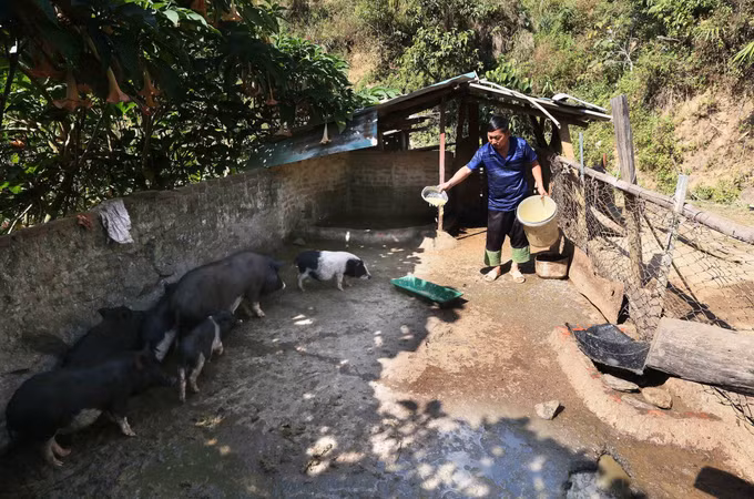 Anh Cứ A Tráng ở bản Hua Chiến, xã Mường La, tỉnh Sơn La chăm sóc đàn lợn sinh sản của gia đình.