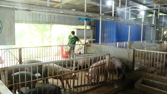 Áp dụng chăn nuôi an toàn sinh học, gia đình nông dân xã Xuân Lãng xây dựng chuồng trại khép kín, có hệ thống làm mát và sử dụng đệm lót sinh học không phát sinh nước thải, mùi hôi, hạn chế ảnh hưởng đến môi trường xung quanh. Áp dụng chăn nuôi an toàn sinh học, gia đình nông dân xã Xuân Lãng xây dựng chuồng trại khép kín, có hệ thống làm mát và sử dụng đệm lót sinh học không phát sinh nước thải, mùi hôi, hạn chế ảnh hưởng đến môi trường xung quanh.