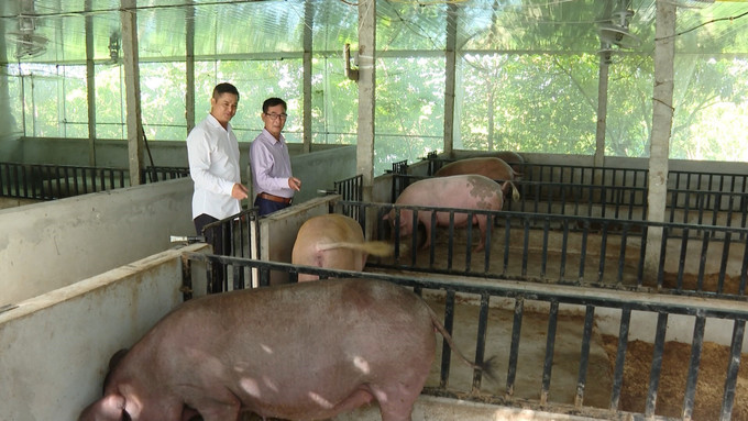 Áp dụng chăn nuôi theo an toàn sinh học, đàn lợn của gia đình ông Nguyễn Ngọc Tuấn, xã Xuân Lãng, tỉnh Phú Thọ được an toàn trước các loại dịch bệnh nguy hiểm. cha-nuoi-phu-tho-1.jpg