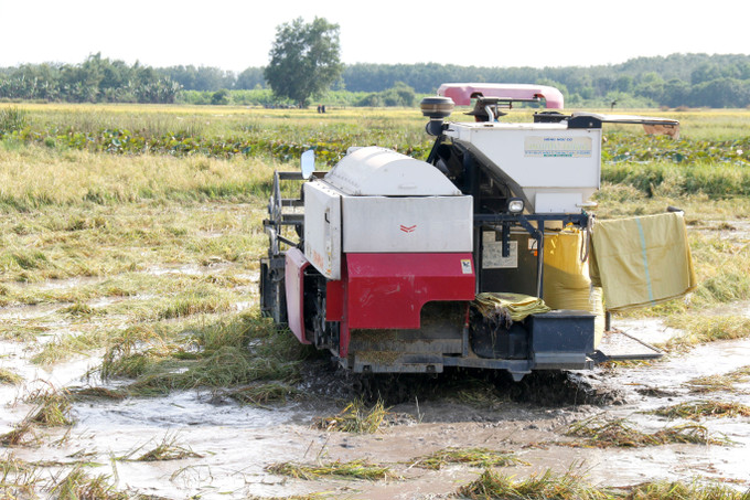 Người dân xã Nam Thành (Lâm Đồng) tranh thủ thu hoạch “mót” lúa bị thiệt hại do mưa lũ.