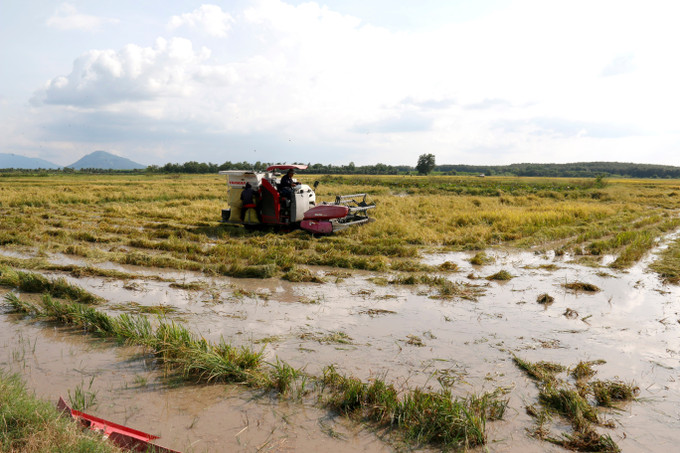Người dân xã Nam Thành (Lâm Đồng) tranh thủ thu hoạch “mót” lúa bị thiệt hại do mưa lũ.
