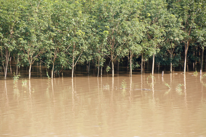 Mưa lũ gây thiệt hại nhiều diện tích cây trồng của người dân xã Nam Thành (Lâm Đồng).