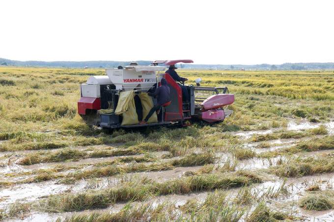 Người dân xã Nam Thành (Lâm Đồng) tranh thủ thu hoạch “mót” lúa bị thiệt hại do mưa lũ.