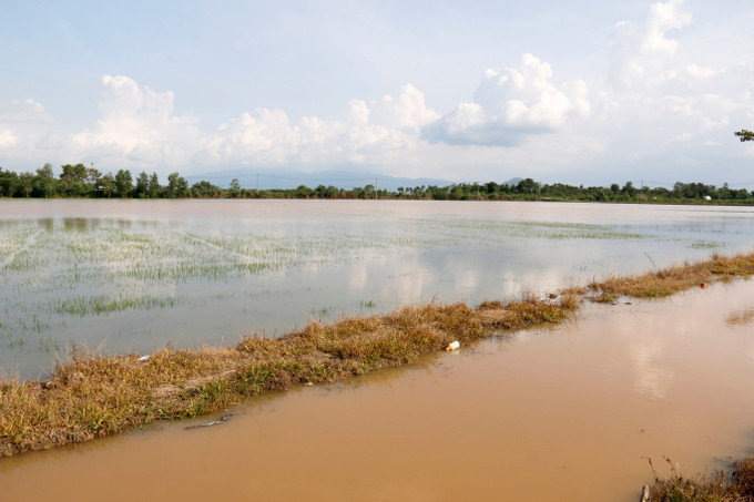 Nhiều diện tích lúa của người dân xã Nam Thành (Lâm Đồng) bị mưa lũ gây thiệt hại nặng.