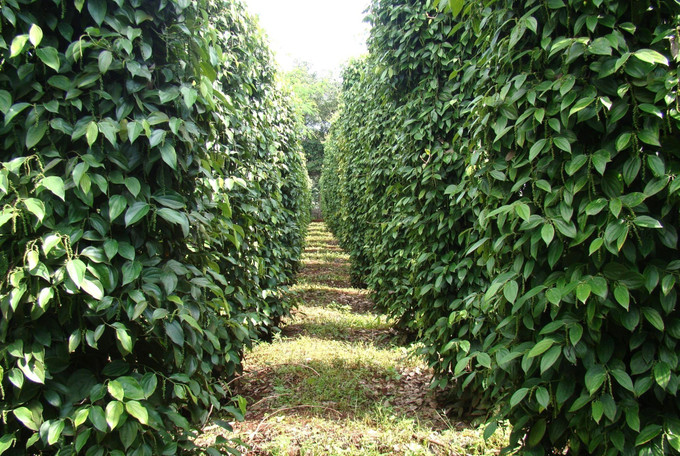 Vườn hồ tiêu tại Gia Lai sinh trưởng, phát triển bền vững nhờ áp dụng canh tác thuận tự nhiên.