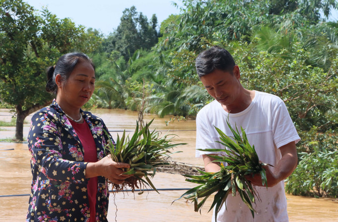 Lũ bất ngờ tràn gây thiệt hại cây trồng và hoa màu của người dân tại phường Bình Phước và xã Đồng Tâm, tỉnh Đồng Nai. Lũ bất ngờ tràn gây thiệt hại cây trồng và hoa màu của người dân tại phường Bình Phước và xã Đồng Tâm, tỉnh Đồng Nai.
