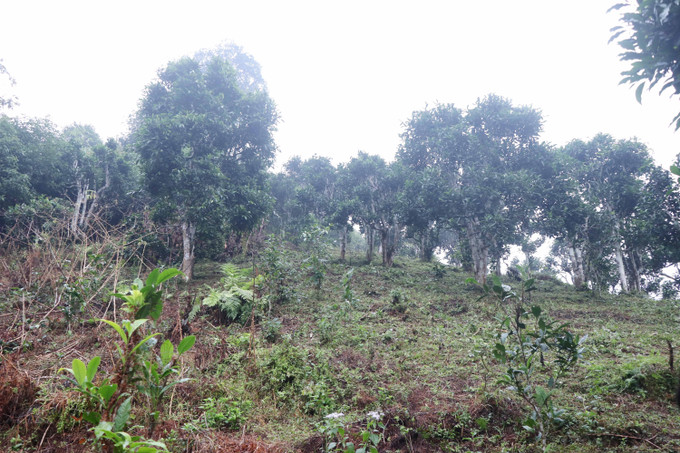 Quần thể 12 cây chè Shan tuyết được công nhận di sản lần này nằm trong một khu vực nhiều cây chè Shan Tuyết cổ thụ tại xã Đồng Phúc.