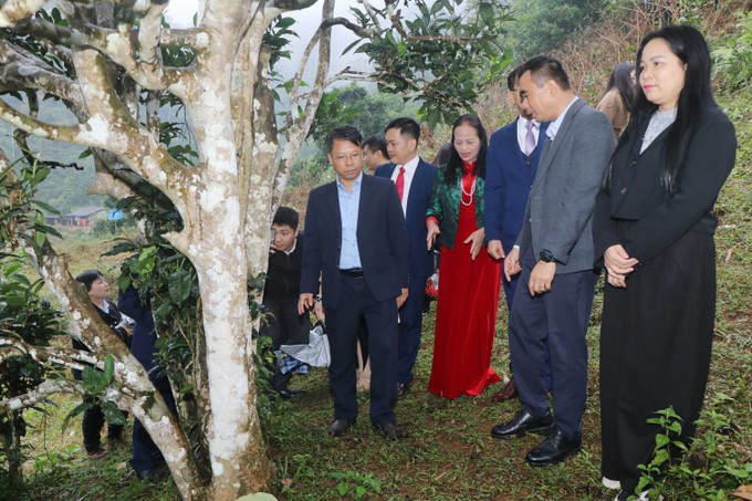 Ban tổ chức đi gắn biển và tham quan quần thể 12 cây chè Shan tuyết được gắn biển di sản đợt này.