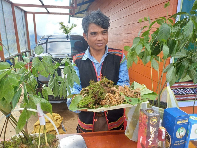 Đồng bào Xơ Đăng tại huyện Tu Mơ Rông (Kon Tum) vươn lên làm giàu từ cây sâm Ngọc Linh. sam-ngoc-linh-kon-tum.jpg