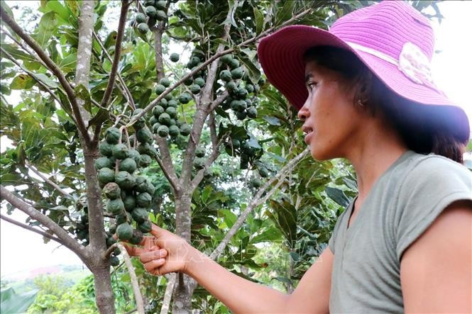 Mắc ca là loại cây giúp hàng chục hộ dân tại Bon Bu Prăng 2, xã Quảng Trực (Lâm Đồng) thoát nghèo. Ảnh tư liệu: Hưng Thịnh/TTXVN Mắc ca là loại cây giúp hàng chục hộ dân tại Bon Bu Prăng 2, xã Quảng Trực (Lâm Đồng) thoát nghèo. Ảnh tư liệu: Hưng Thịnh/TTXVN