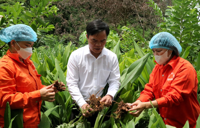 Bà Trần Thị Sáu (phải) cùng lãnh đạo xã Minh Ngọc kiểm tra chất lượng củ nghệ để thu hoạch. tinh-bot-nghe-dat-chuan-ocop-4.jpg